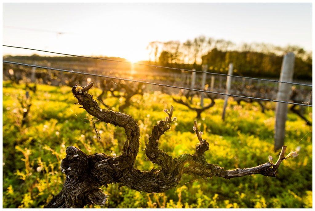 reportage grossesse gemellaire, audrey guyon, photographe famille tours, photos de grossesse, golden hour