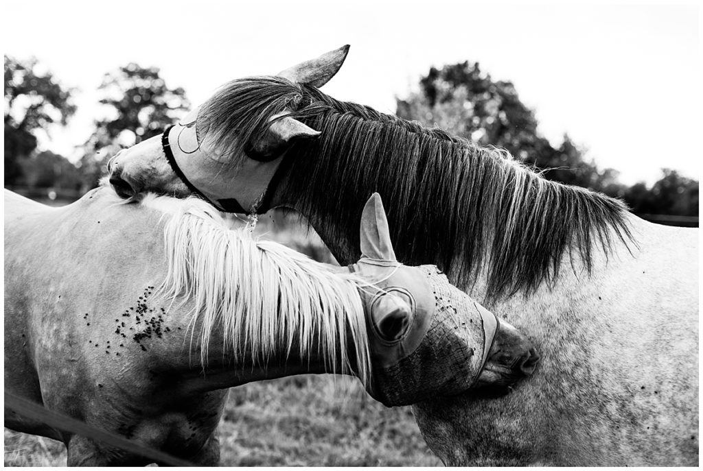 chevaux champ delaunay