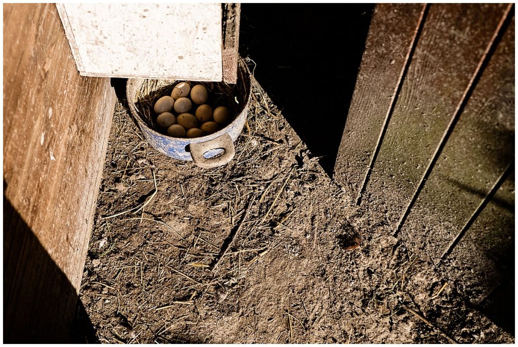 un reportage photo de couple a la ferme par audrey guyon