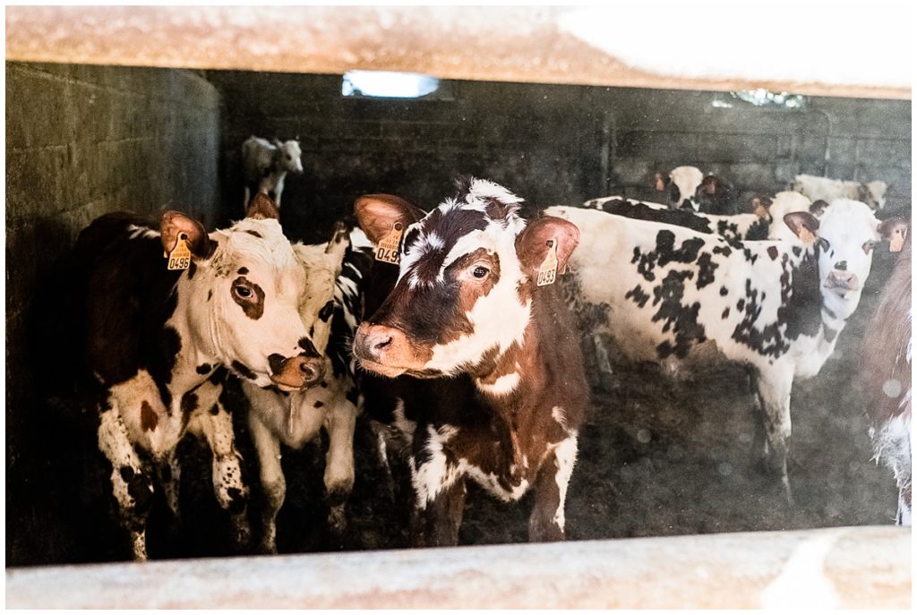 photographier un couple de veterinaires qui se marient a le ferme, par audrey guyon photographe