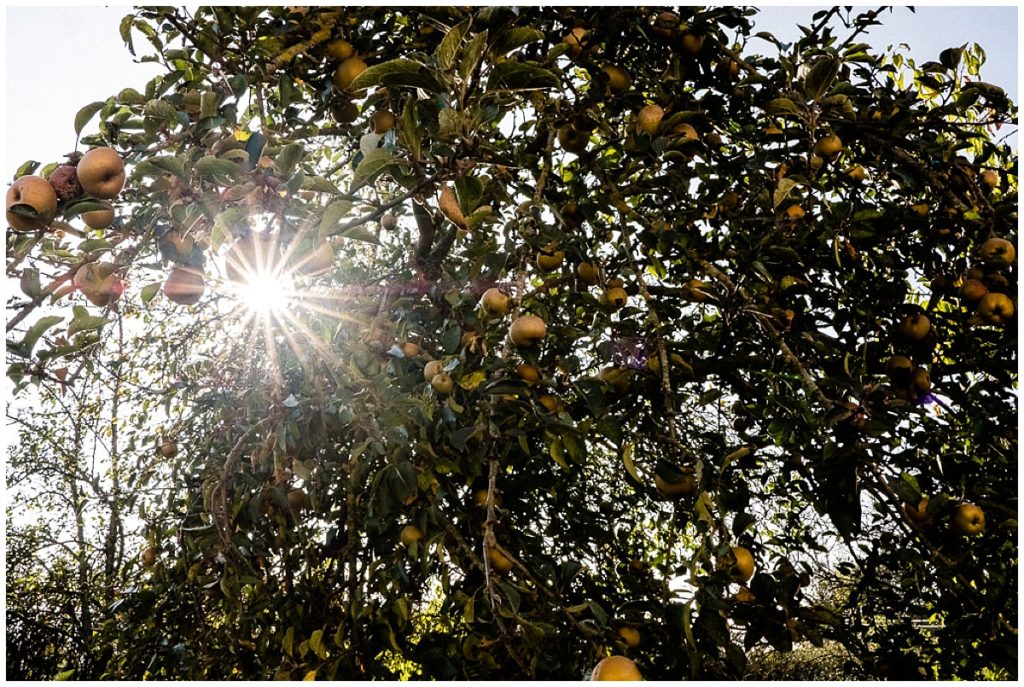 pommier en normandie